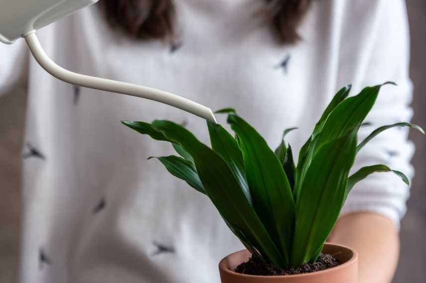 dracaena entretien arrosage