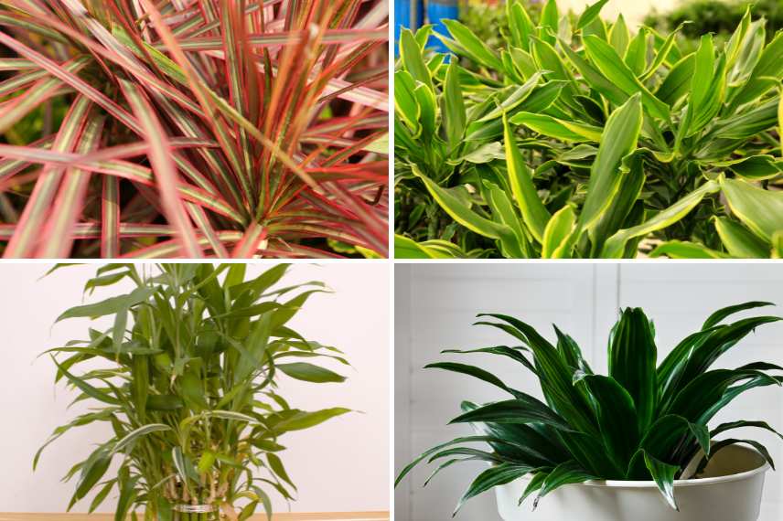 dracaena toxique pour chats et chiens 