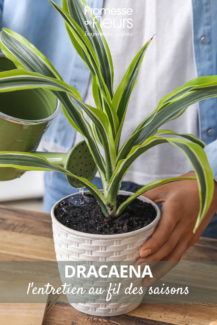 entretenir le dracaena
