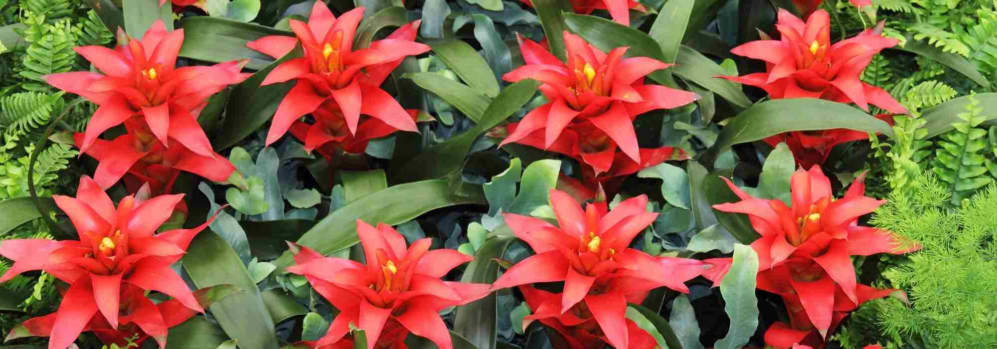 Guzmania : Maladies et parasites à surveiller pour une plante en pleine forme