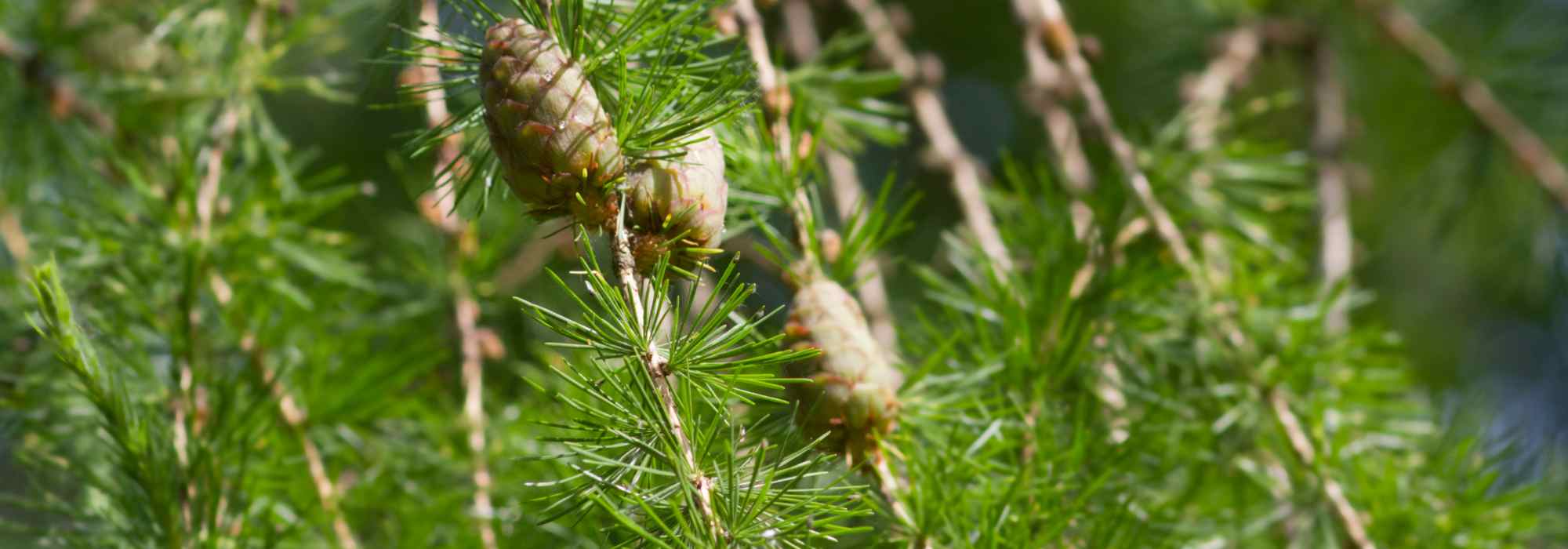 Mélèze, Larix : planter, tailler et entretenir