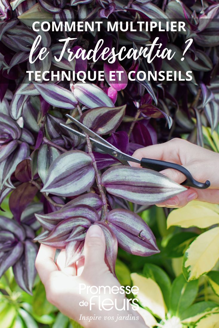 comment bouturer le Tradescantia ?