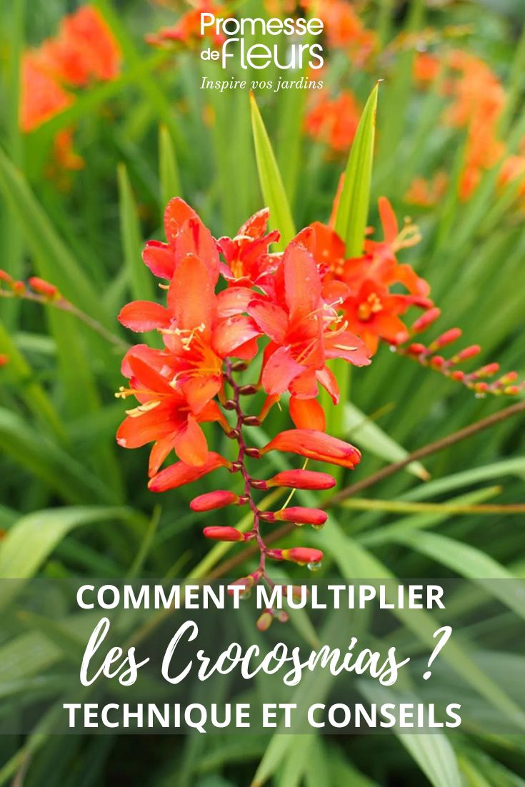 fleurs de crocosmias