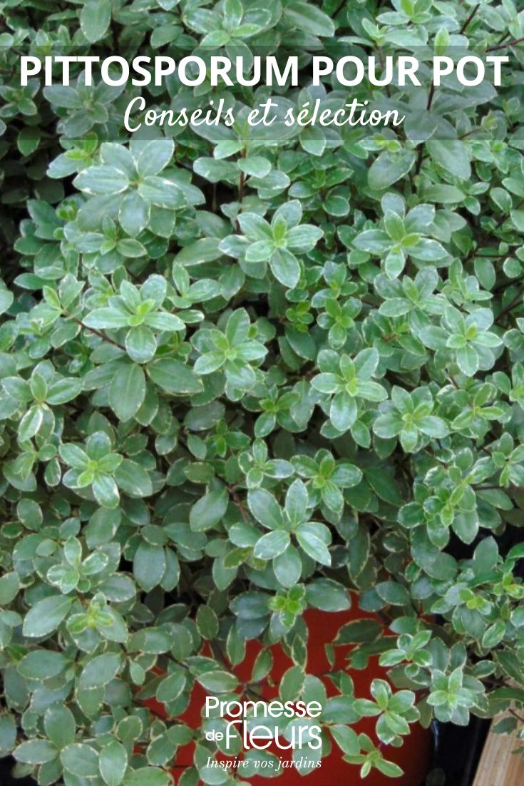 Pittosporum tenuifolium Silver Ball