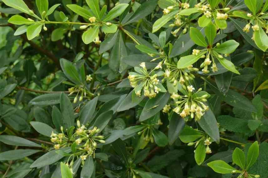 Pittosporum heterophyllum