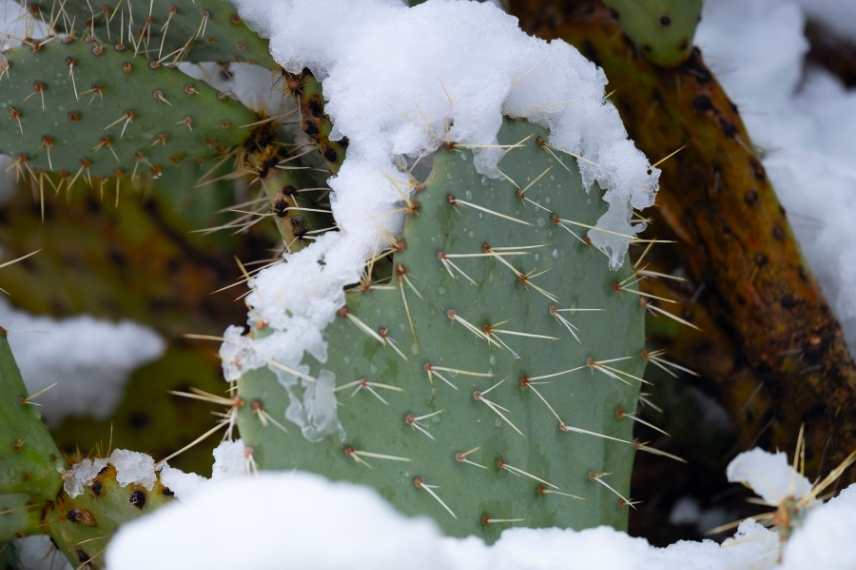 plantes grasses en hiver : que faire ?
