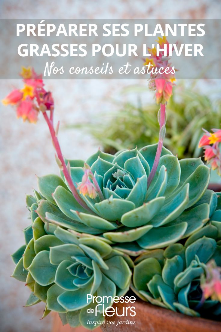 plante succulente en pot