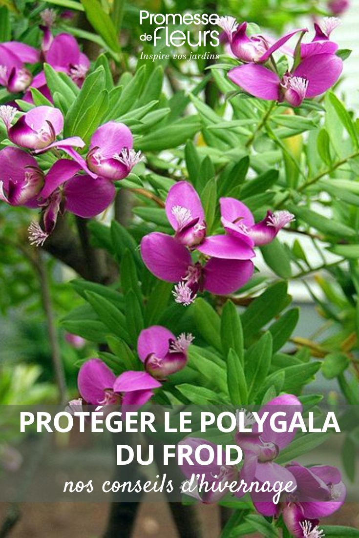 fleurs de Polygala
