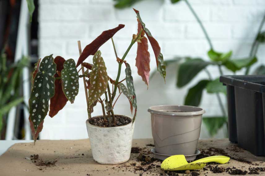 Le rempotage d'un Begonia maculata