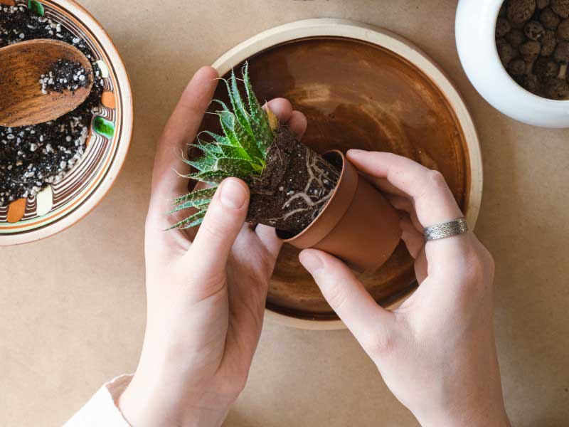 Etapes pour rempoter une plante grasse