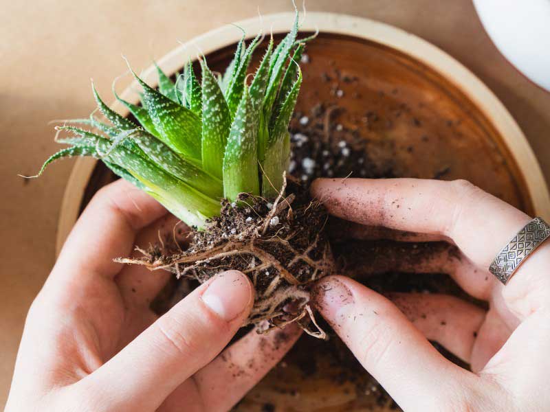 Comment rempoter les plantes grasses