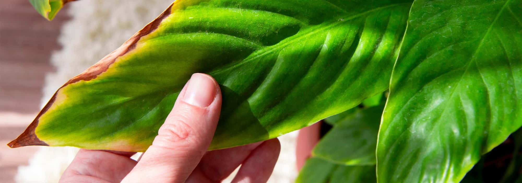 Comment sauver une plante verte d’intérieur en souffrance ?