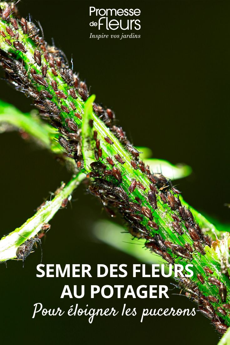 pucerons sur une tige de plante