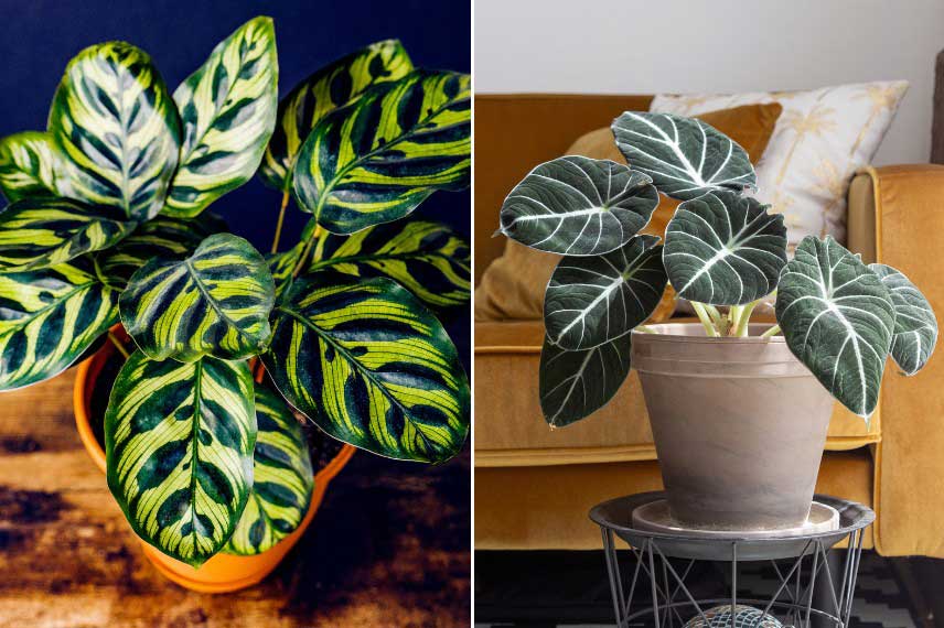 Plantes d'intérieur au feuillage coloré, ambiance jungle urbaine