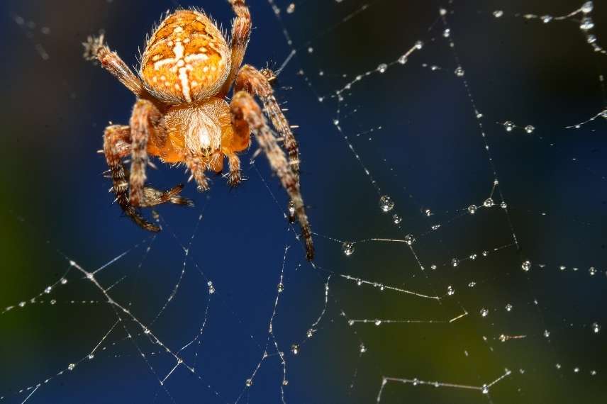 araignées à préserver au jardin