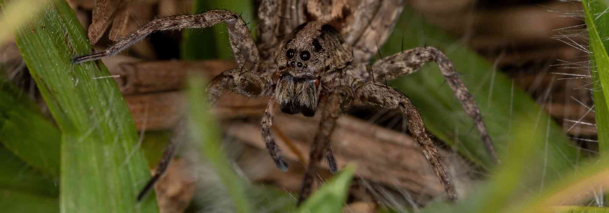 Comment attirer les araignées utiles dans son jardin ?