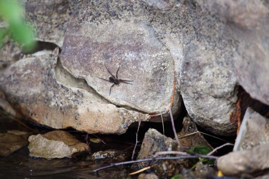 attirer les araignées au jardin