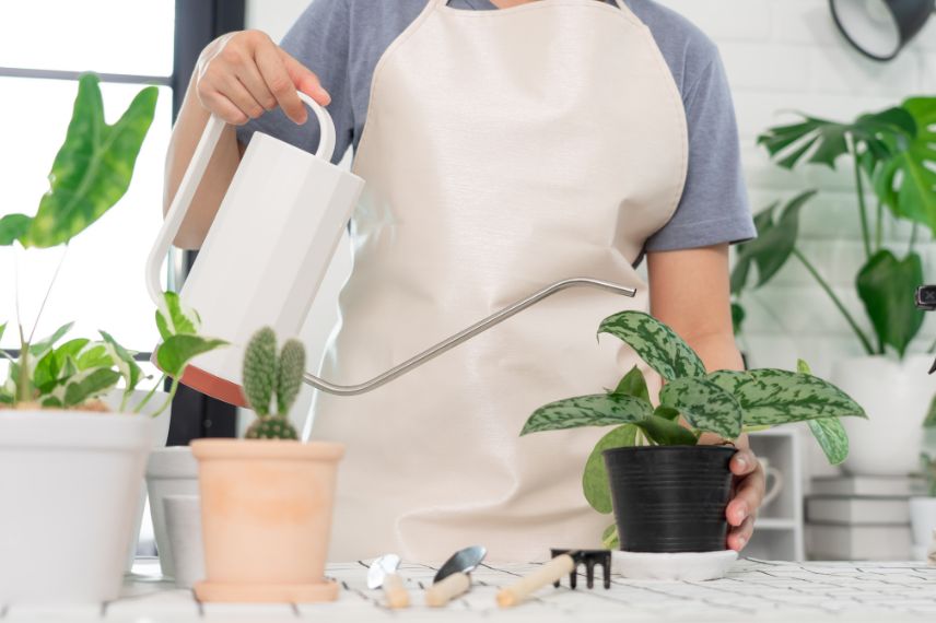 un homme arrose sa plante verte