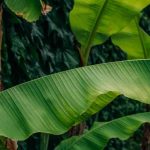 Comment cultiver un bananier en serre ou en véranda ? Conseils de réussite