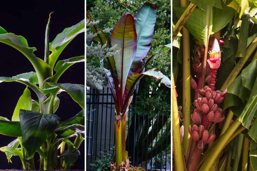 cultiver un bananier en serre ou en véranda