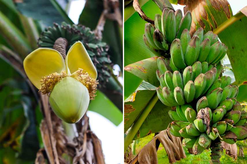 culture bananier serre véranda