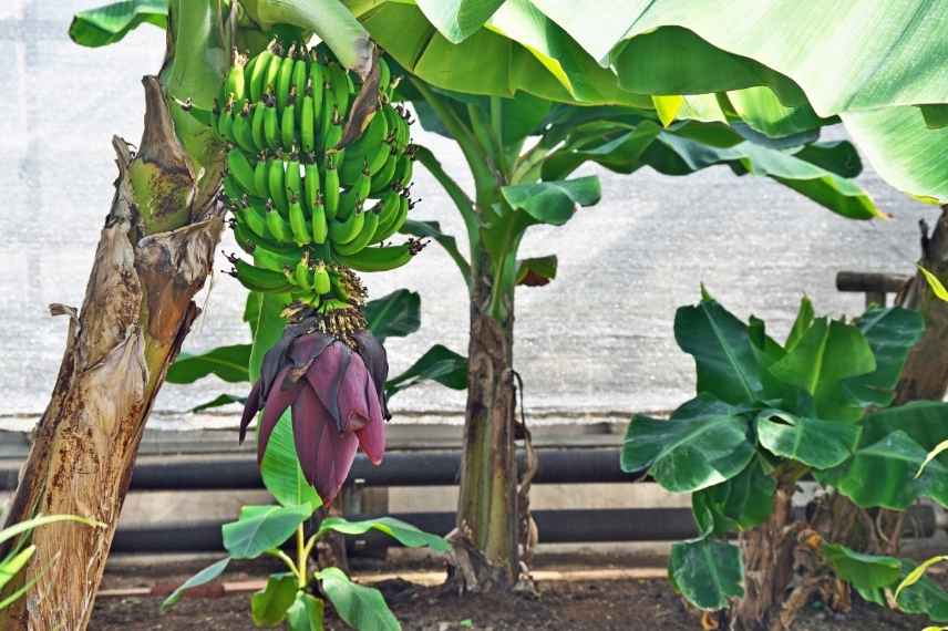 culture des bananiers dans une serre ou une véranda