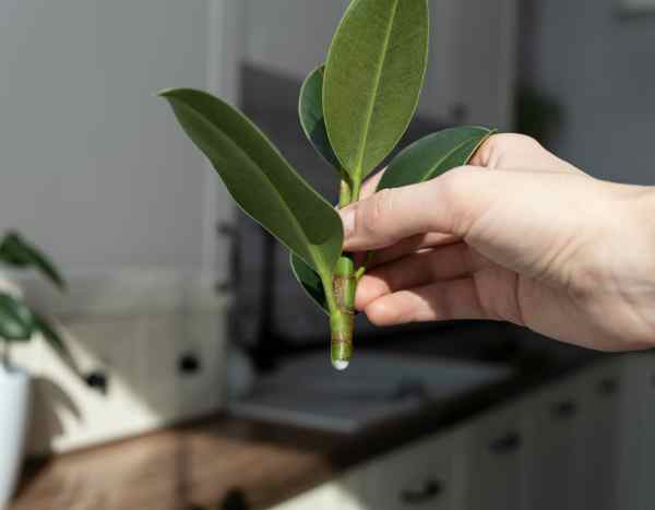 Comment bouturer le ficus pour multiplier votre plante ?