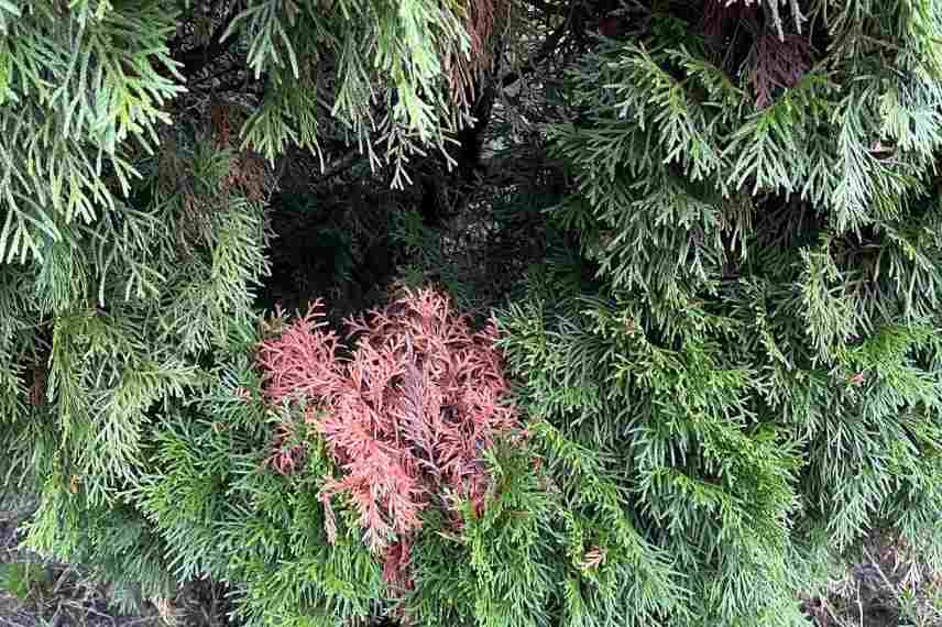 conifères qui brunissent : pourquoi ? Quelles solutions ?