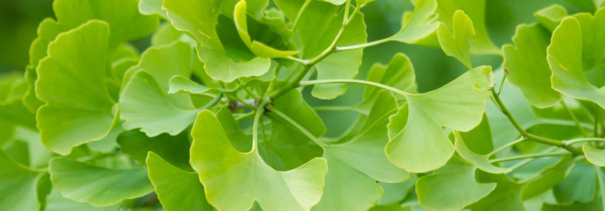 Comment cultiver un Ginkgo biloba en pot ?
