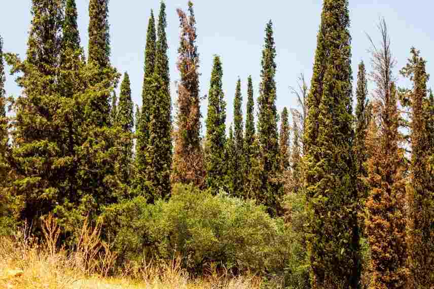 brunissement des cyprès