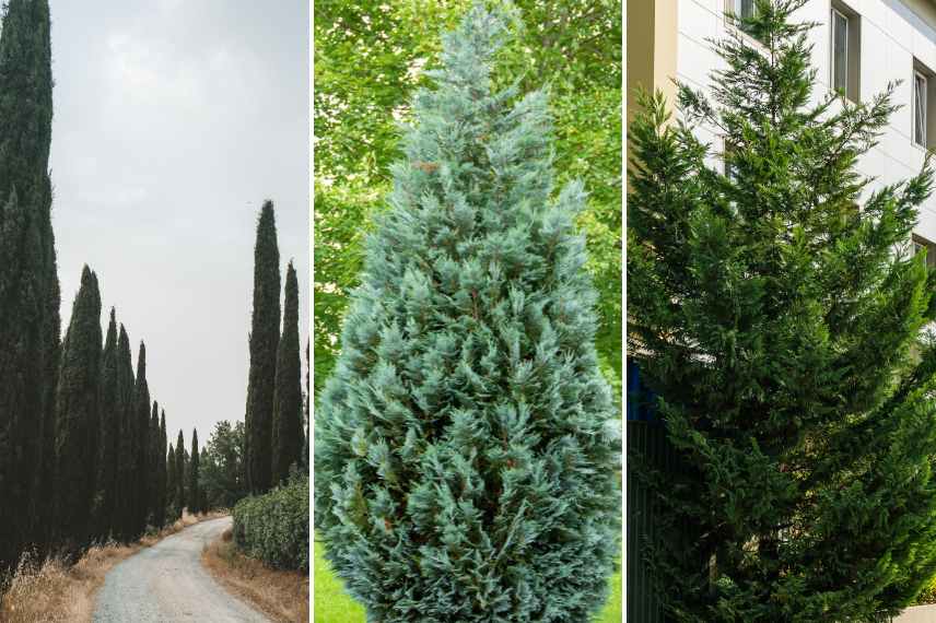 arrosage et fertilisation des cyprès