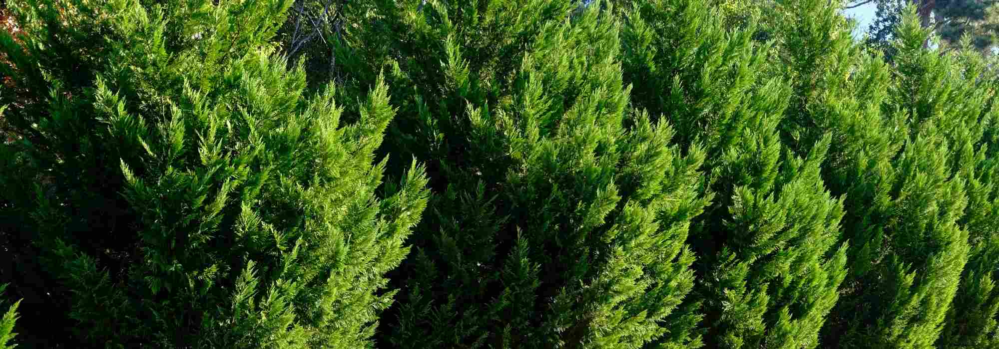 Comment entretenir une haie de cyprès pour la garder dense et régulière ?