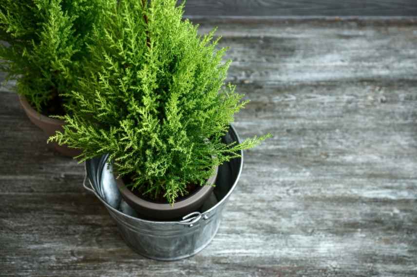 arrosage et fertilisation cyprès en pot