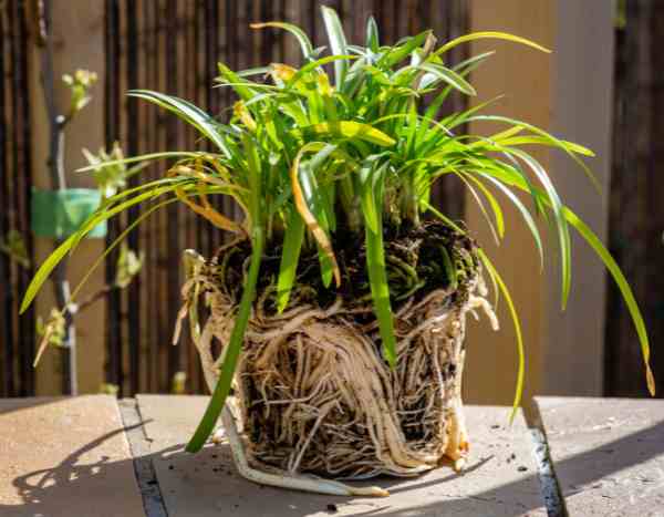 Comment multiplier l’agapanthe ?