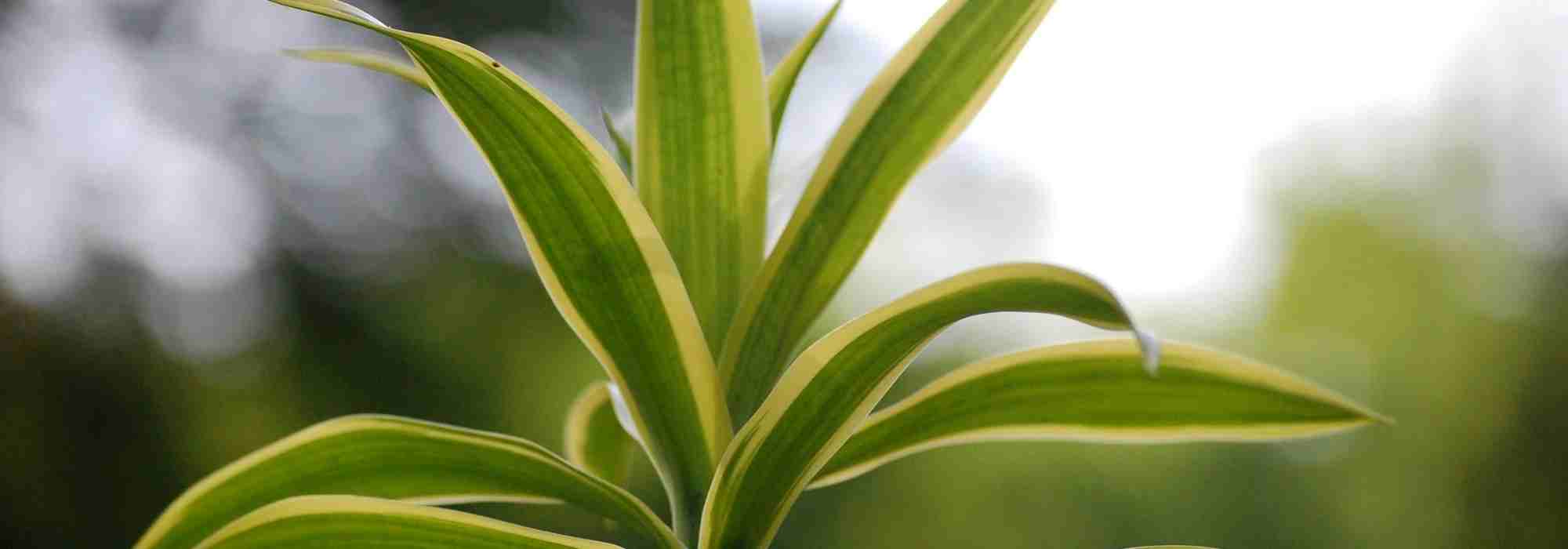 Dracaena : l'entretien au fil des saisons