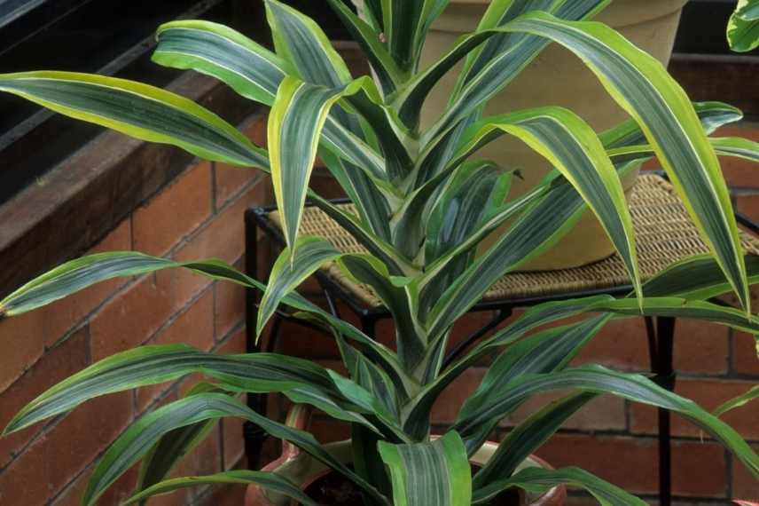Dracaena plante dangereuse pour les animaux domestiques 