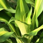 Animaux domestiques et plantes d'intérieur : les dangers du Dracaena