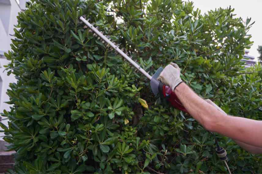 taille haie pittosporum quand comment