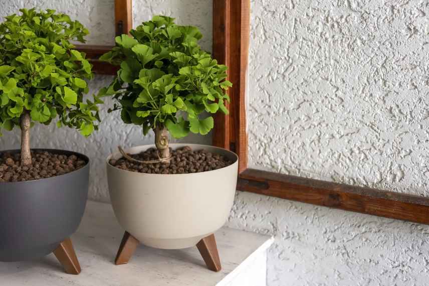 cultutre ginkgo nain bonsai pot