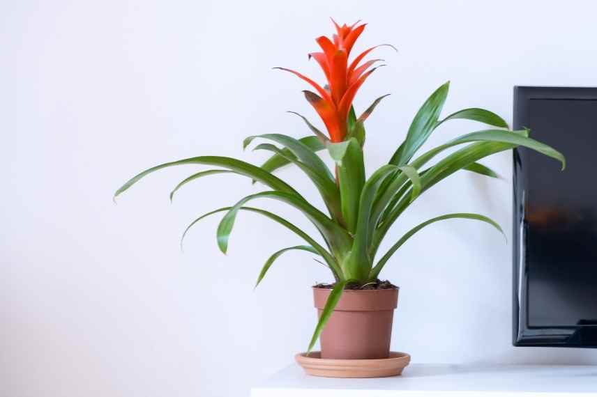 guzmania : parasites et maladies