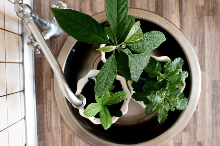 trois plantes vertes bassinées dans un évier