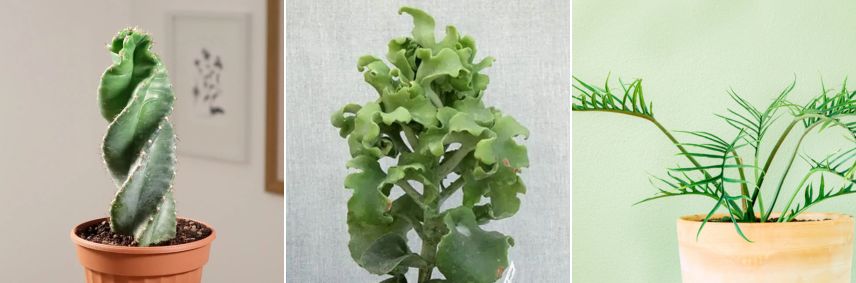 Cereus forbesii Spiralis, Kalanchoe beharensis Subnuda et Philodendron tortum