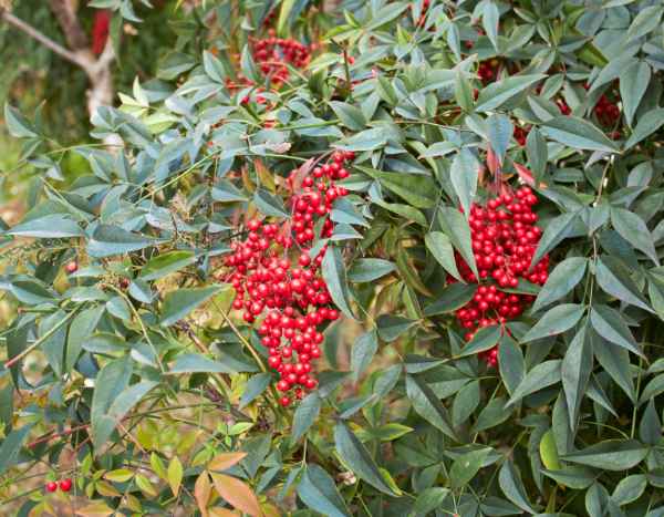 Comment multiplier le Nandina ou Bambou sacré
