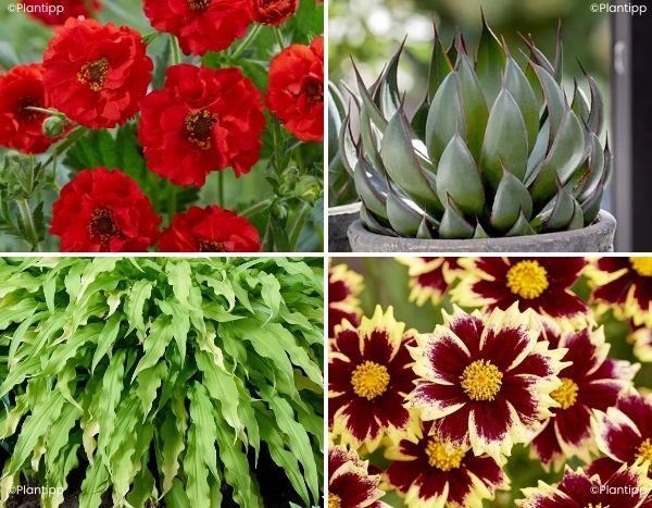 Plantes vivaces : découvrez nos nouveautés pour l'automne 2025