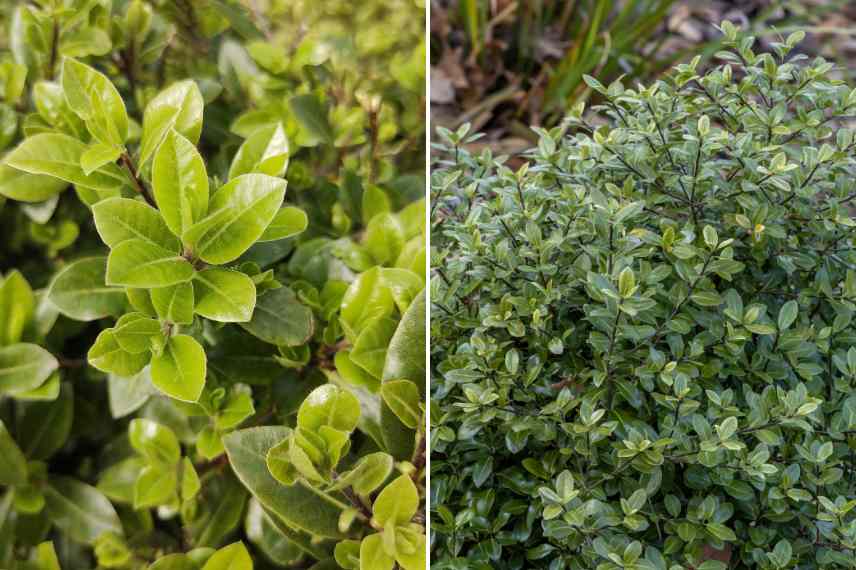 pittosporums compacts varietes