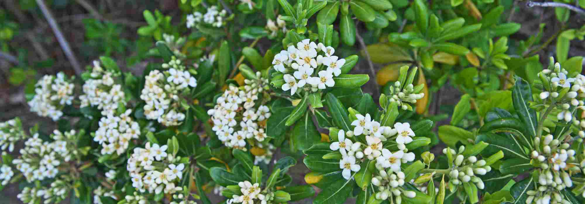 Pittosporum pour pot : faites le meilleur choix !