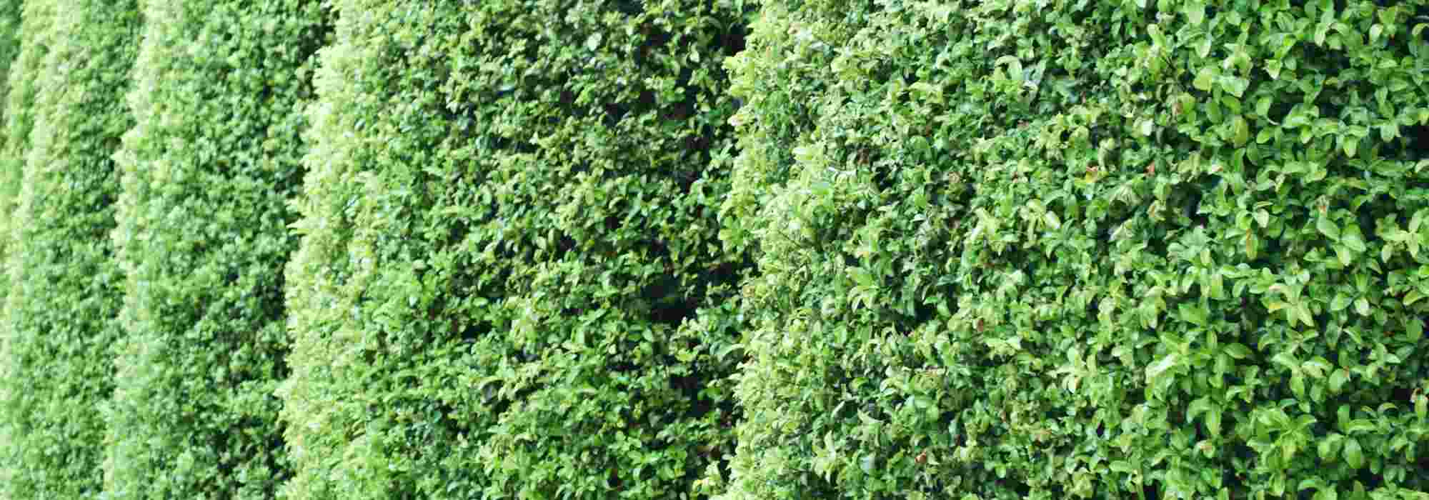 Pourquoi choisir le Pittosporum pour une haie ? Atouts, variétés adaptées et conseils