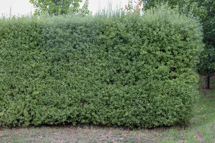 planter une haie de pittosporum