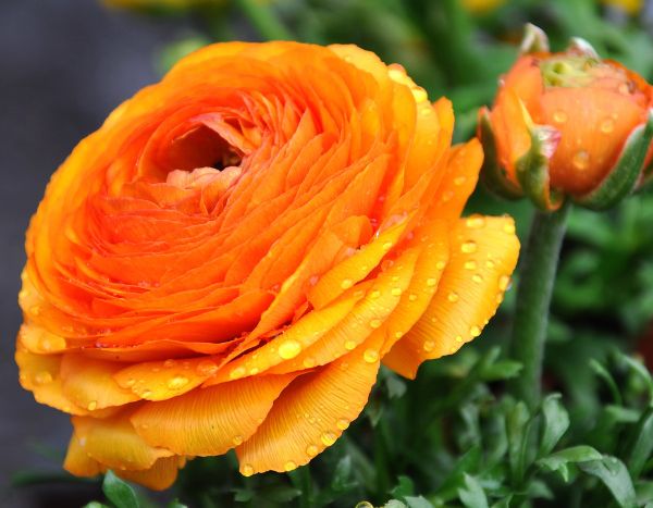 Comment planter les bulbes de renoncule ?