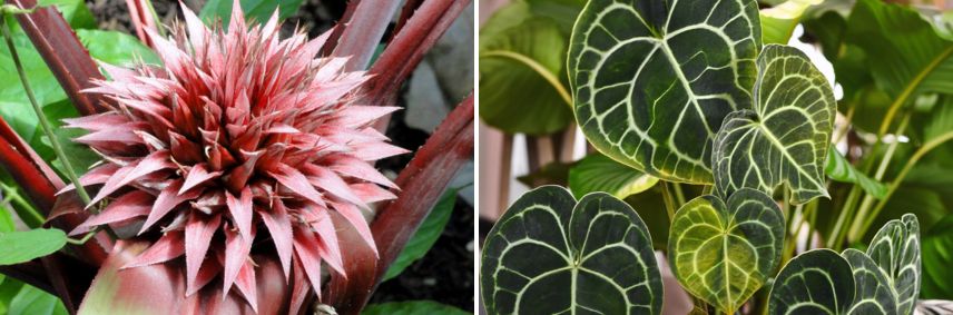 Aechmea tayoensis et Anthurium clarinervium